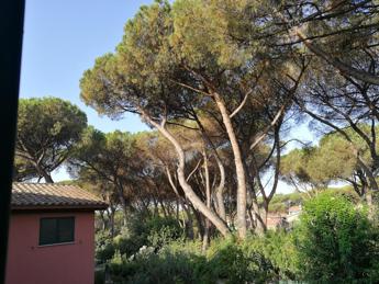 Roma, comitati cittadini mobilitati: Salvare la pineta di Saxa Rubra